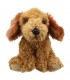 COCKAPOO DOURADO