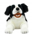 CANE COLLIE 50cm